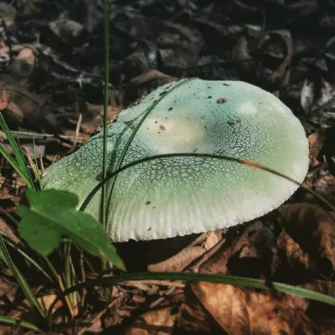 Russula greenish: mushroom description, photo