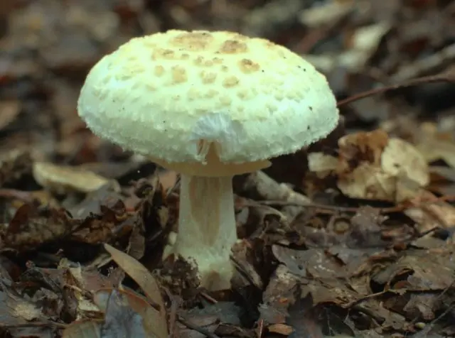 Russula greenish: mushroom description, photo