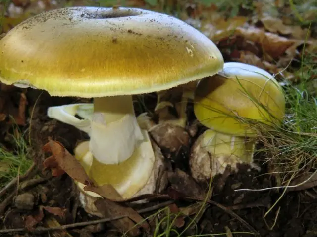 Russula greenish: mushroom description, photo