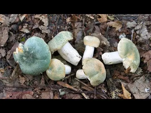 Russula greenish: mushroom description, photo