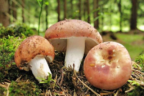 Russula: how to freeze or dry, storage, recipes for the winter