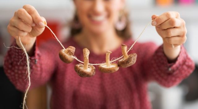 Russula: how to freeze or dry, storage, recipes for the winter