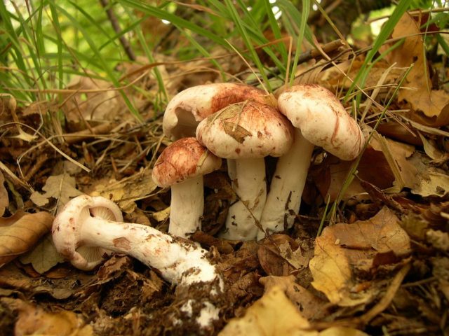 Russula hygrophorus: edibility, description and photo