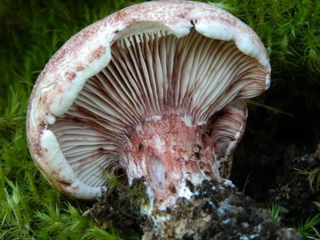 Russula hygrophorus: edibility, description and photo