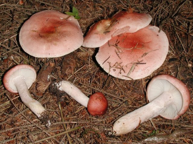 Russula hygrophorus: edibility, description and photo