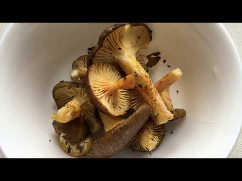 Russula hygrophorus: edibility, description and photo