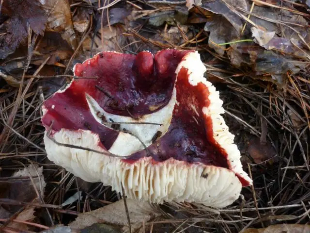 Russula Kele: description and photo