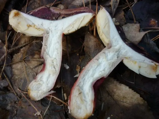 Russula Kele: description and photo