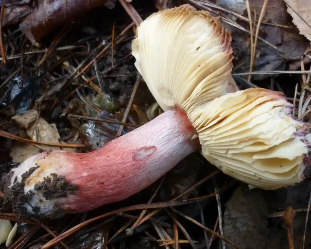 Russula Kele (Russula queletii) photo and description