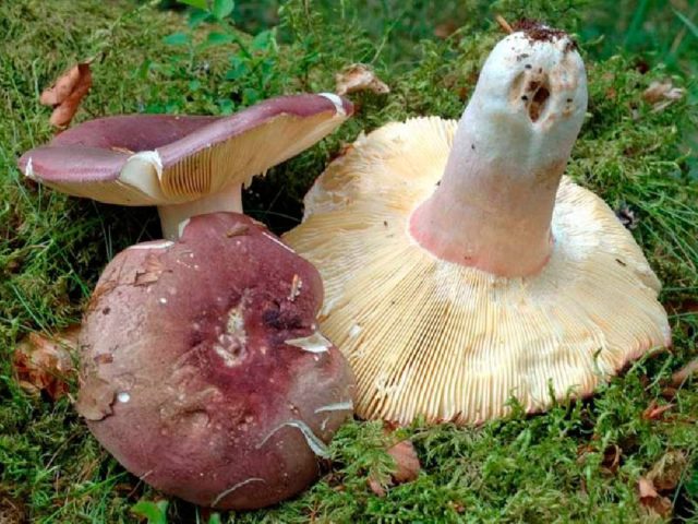 Russula like: description and photo