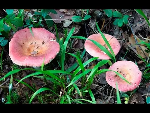 Russula like: description and photo