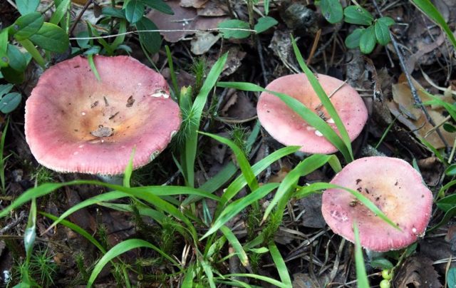 Russula like: description and photo