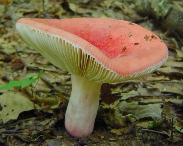 Russula like: description and photo