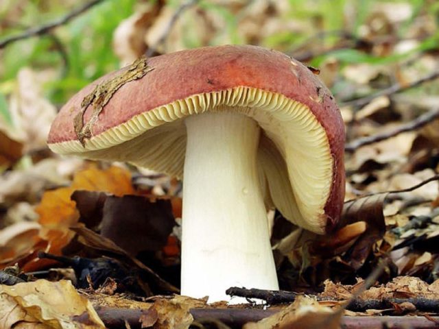 Russula like: description and photo