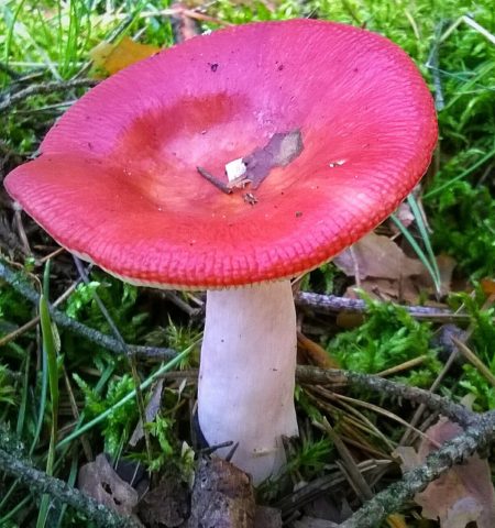 Russula like: description and photo