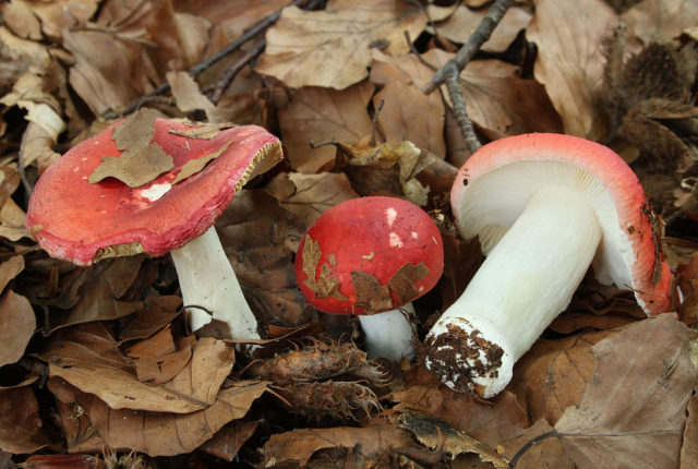 Russula like: description and photo