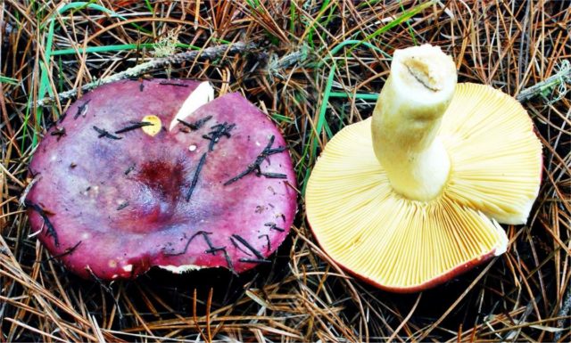 Russula like: description and photo