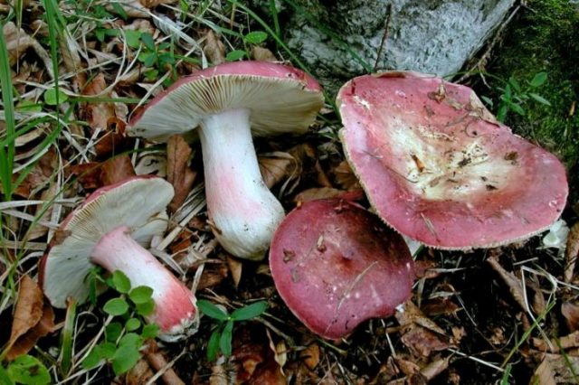 Russula like: description and photo