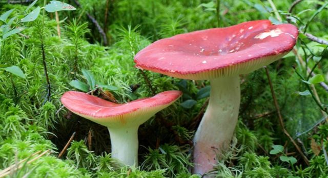 Russula marsh: how to cook, description and photo