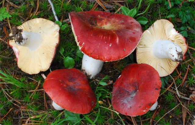 Russula marsh: how to cook, description and photo