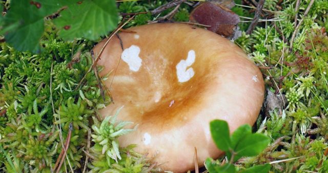 Russula marsh: how to cook, description and photo