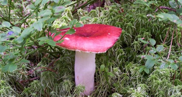 Russula marsh: how to cook, description and photo