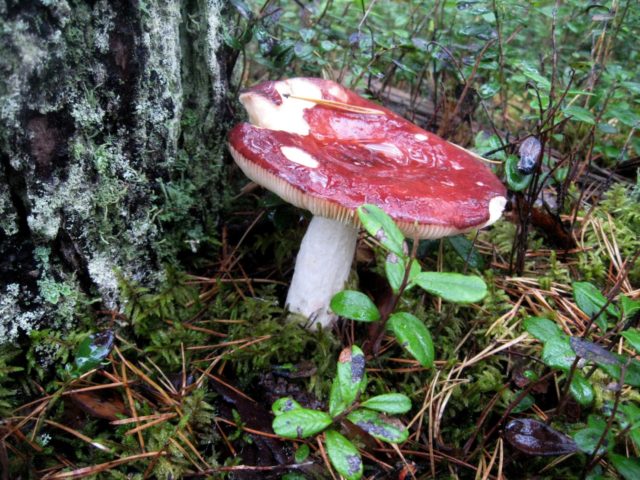 Russula marsh: how to cook, description and photo