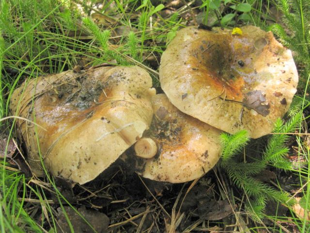 Russula marsh: how to cook, description and photo