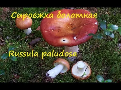 Russula marsh: how to cook, description and photo