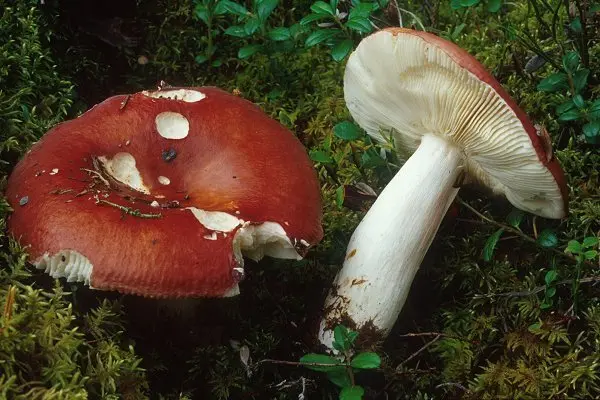 Russula marsh (Russula paludosa) photo and description