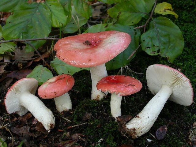 Russula Mayra: photo and description