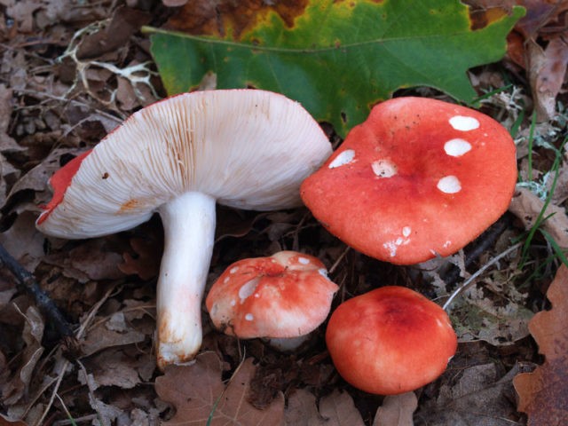 Russula Mayra: photo and description