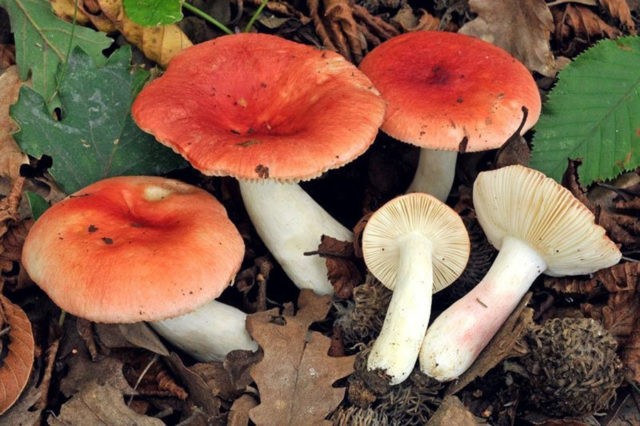 Russula Mayra: photo and description