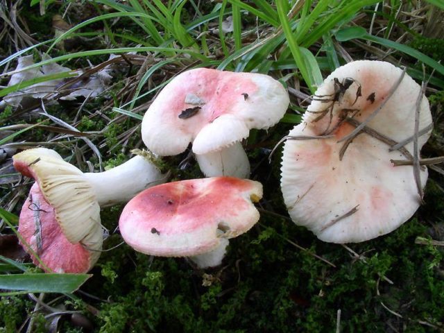 Russula Mayra: photo and description