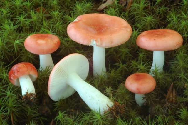 Russula Mayra: photo and description