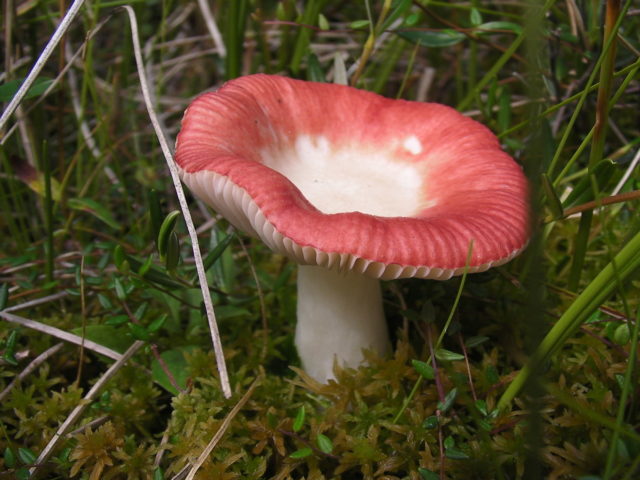 Russula Mayra: photo and description