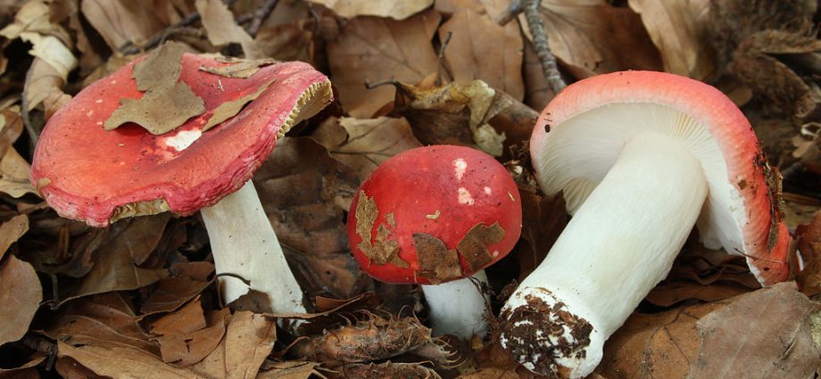 Russula Mayra: photo and description