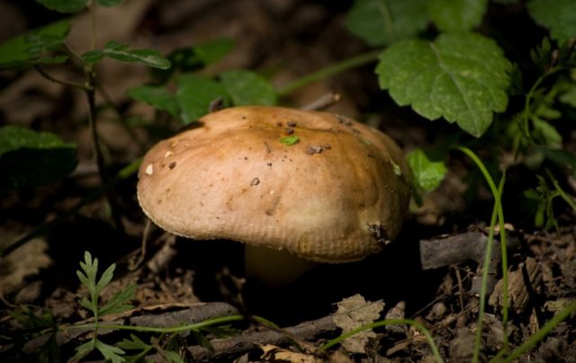 Russula Morse: description and photo