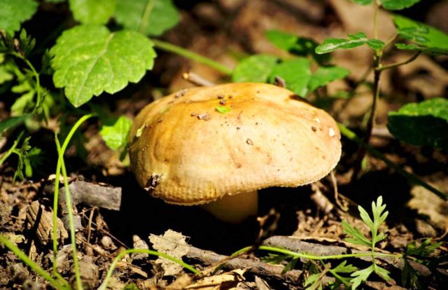 Russula Morse: description and photo