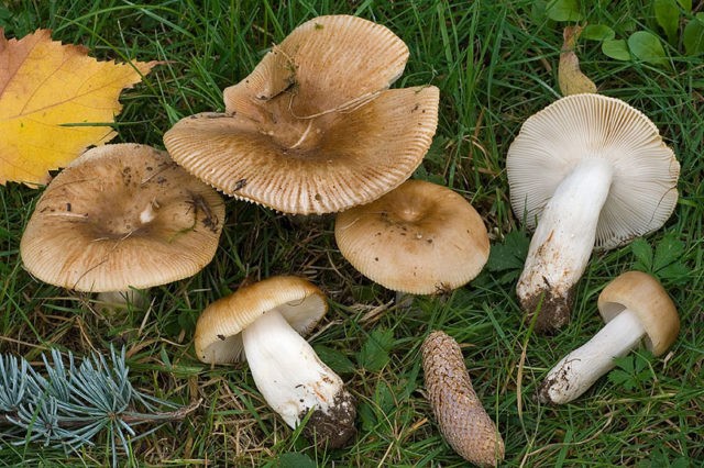 Russula Morse: description and photo