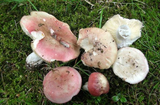 Russula Morse: description and photo