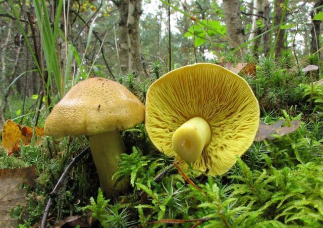 Russula Morse: description and photo