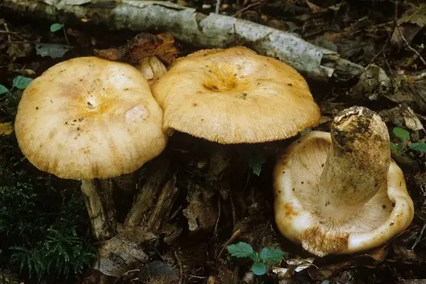 Russula Morse (Russula illota) photo and description