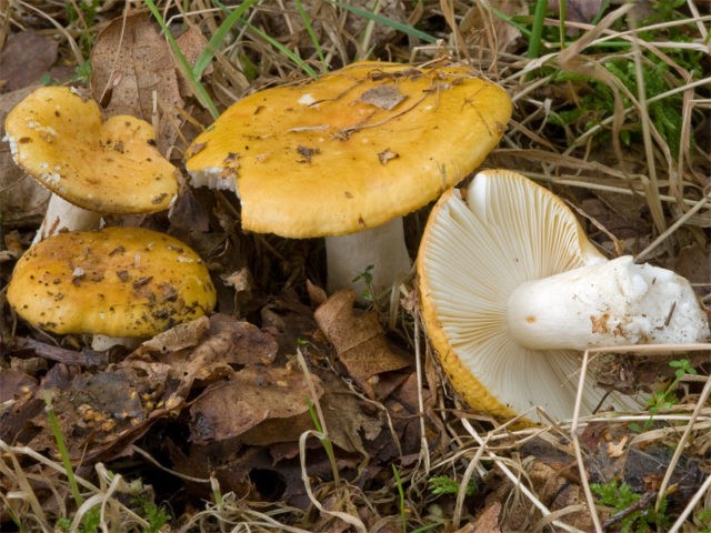 Russula ocher: photo and description