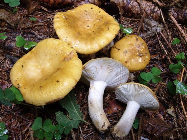 Russula ocher: photo and description