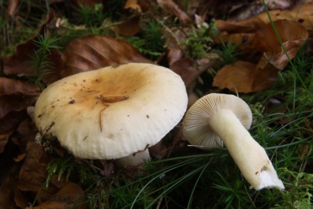 Russula ocher: photo and description