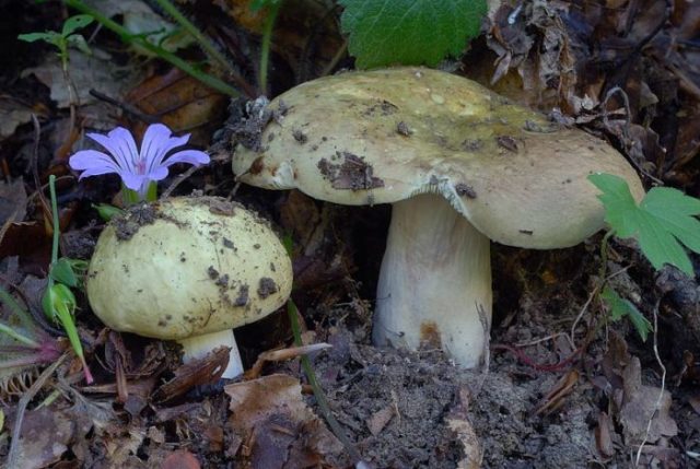 Russula ocher: photo and description