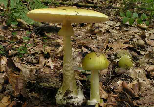 Russula ocher: photo and description