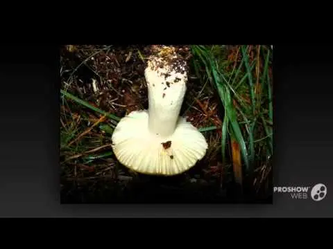 Russula ocher: photo and description