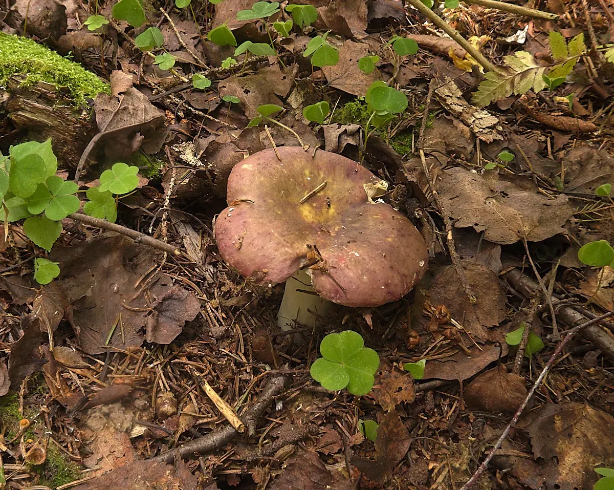 Russula red-yellow-grass (Russula fulvograminea) photo and description